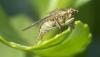 Scathophaga stercoraria
